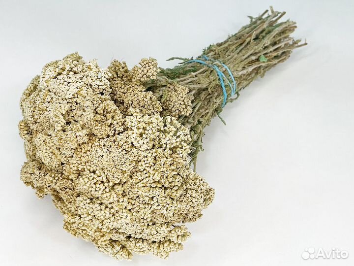 Тысячалистник