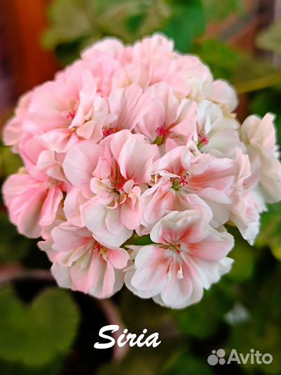 Пеларгония корейской селекции