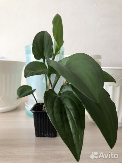 Комнатное растение Дримиопсис