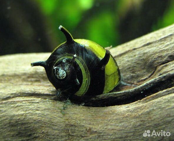 Улитка Рогатая Неретина Билайн (Horned Nerite Sna