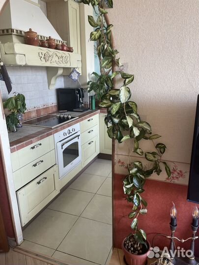 Хойя карноза триколор