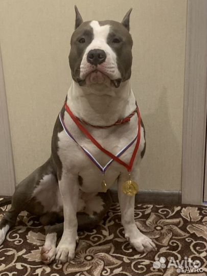 Амстафф вязка