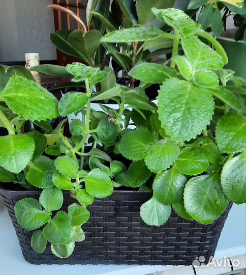 Комнатная мята