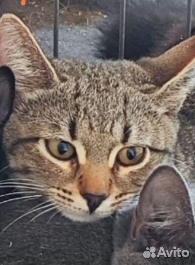 Котята Оливка и Маслинка