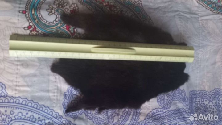 Шкурка животного ондатра