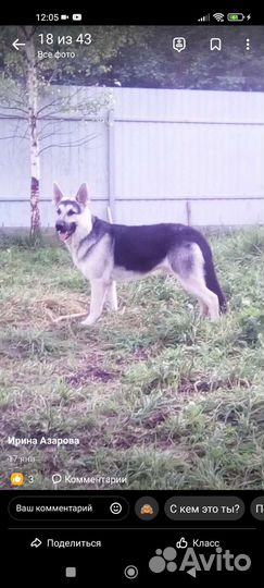 Вязка вео кобель
