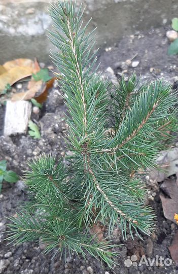 Саженец голубой ели