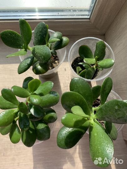 Крассула, денежное дерево, толстянка