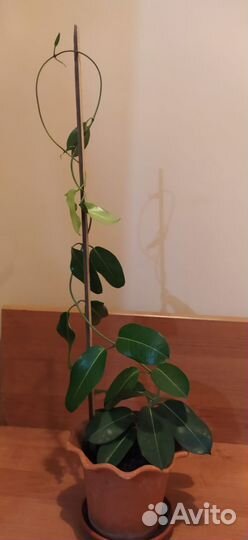 Мадагаскарский жасмин