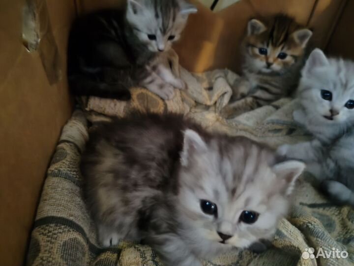 Котята курильский бобтейл