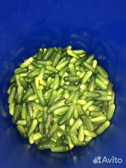 Соленые огурцы