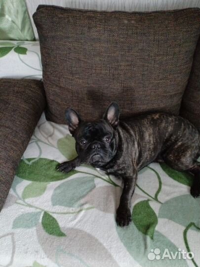 Французский бульдог