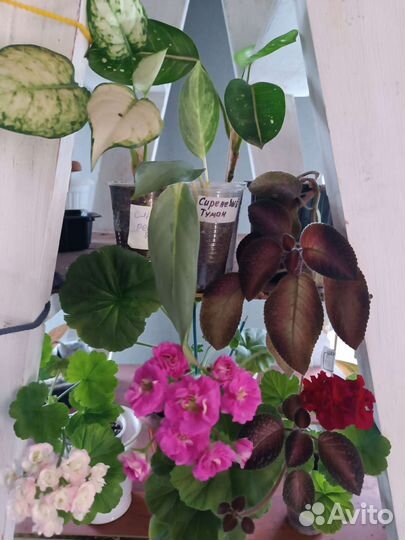 Аглаонемы, эписции, герани идругие комнатные