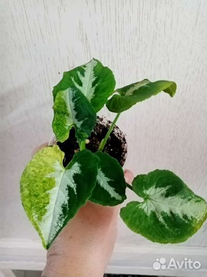 Сингониум Яичница (Syngonium Scrambled Eggs)