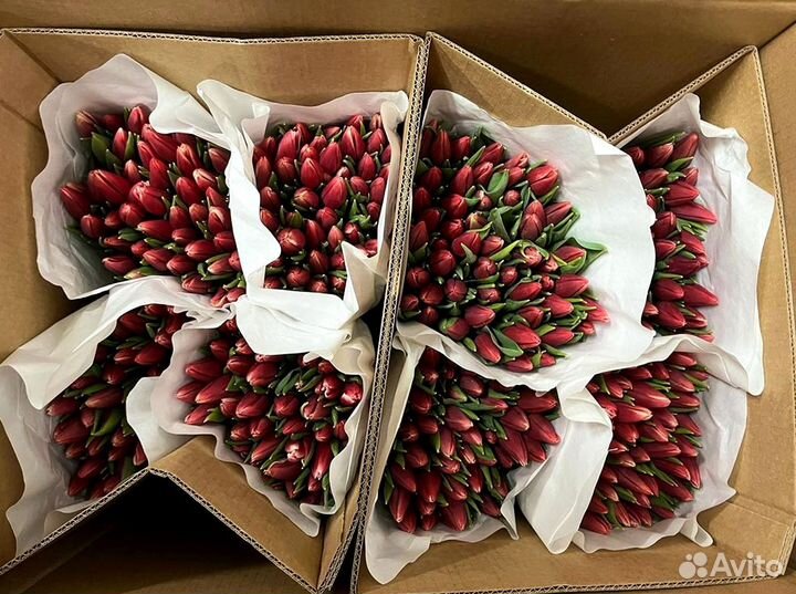 Тюльпаны оптом от 500 шт