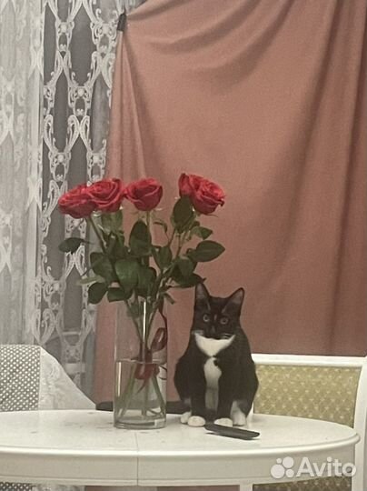 Шикарный кот