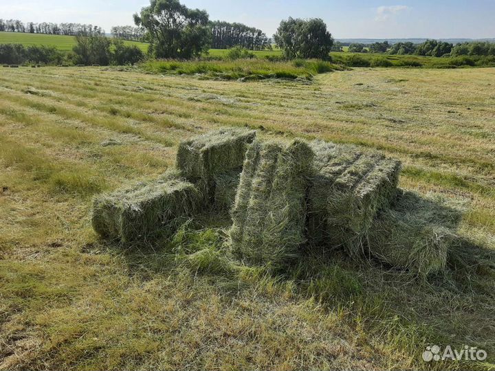Сено в тюках