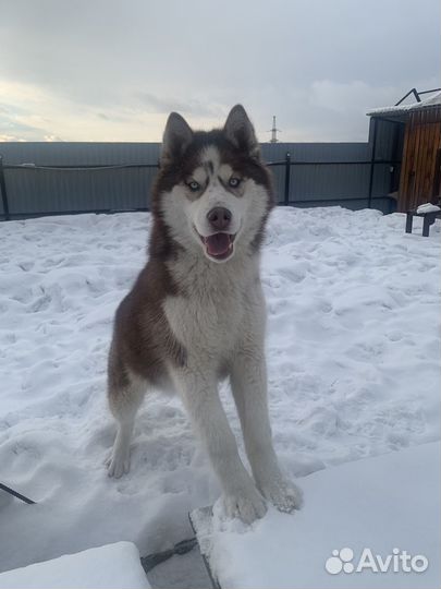 Собака Хаски в добрые руки отдам бесплатно
