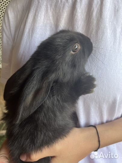 Кролики породы фландр