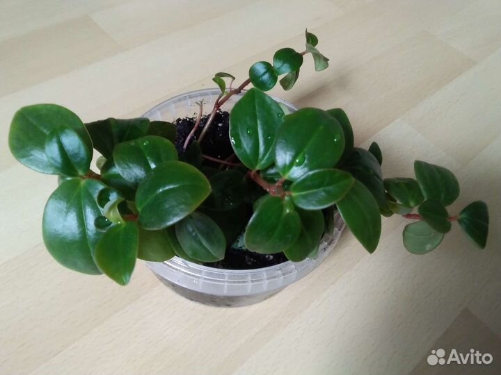 Пеперомия, цисус, папоротник, традисканции