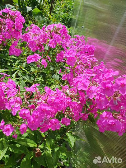 Растения для сада