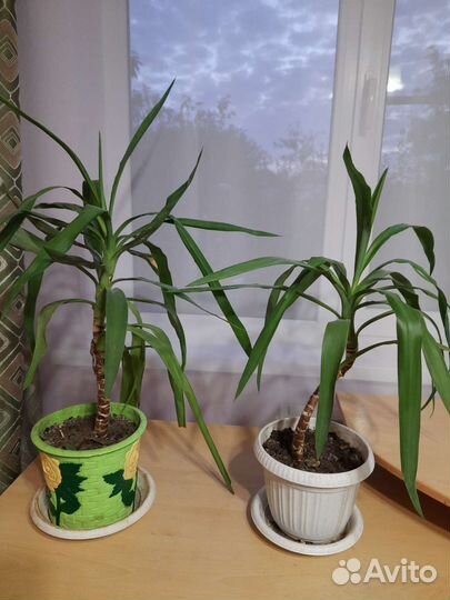 Комнатные цветы