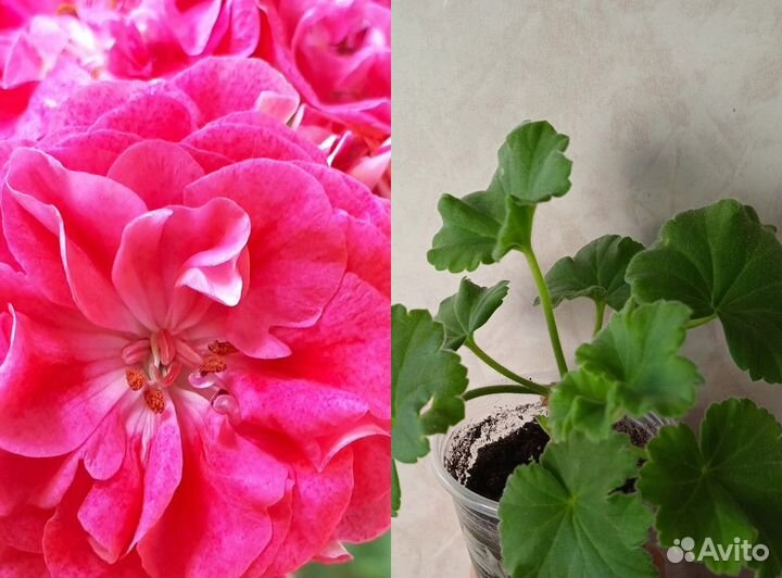 Пеларгония Сурвивор Розалинда, 150р