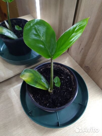 Замиокулькас