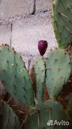Кактус Опунция