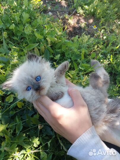 Невская маскарадная