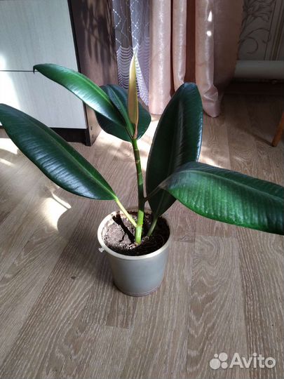 Фикус эластика