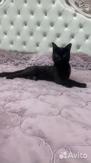 Кот вязка