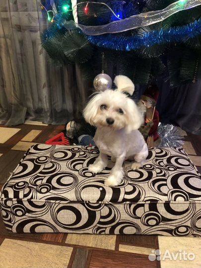 Болонка мальтезе мальчик вязка