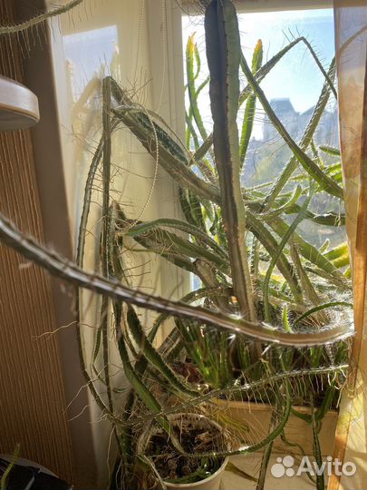 Кактусы редкие