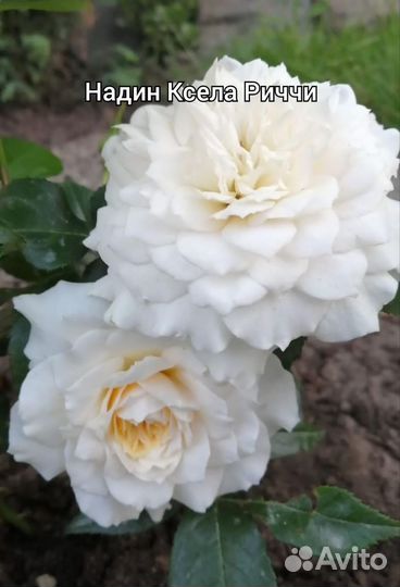 Кусты роз: миниатюрные, флорибунда, ч/г, плетистые