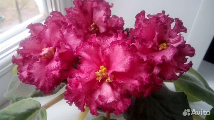 Фиалки сортовые