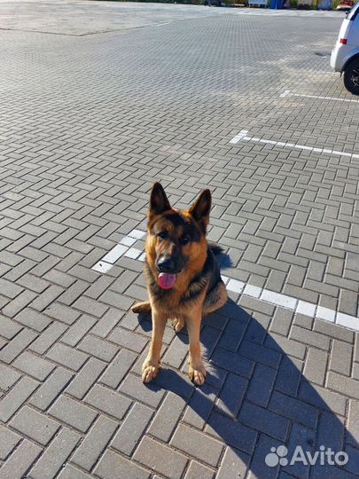 Немецкая овчарка