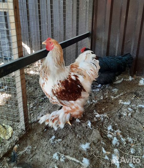 Петух Брама