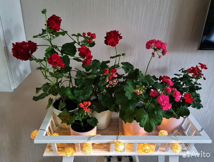 Пеларгония розебудная PAC Kate