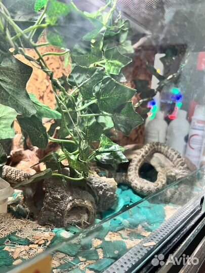 Узорчатый полоз с террирумом