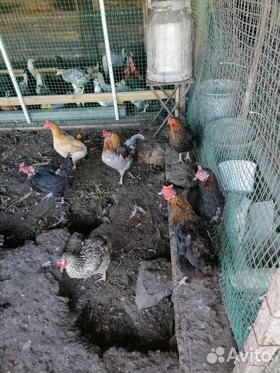 Куры и молодки