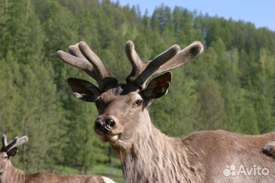 Продам телят марала