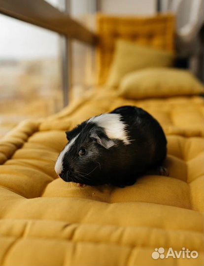 Морские свинки с клеткой