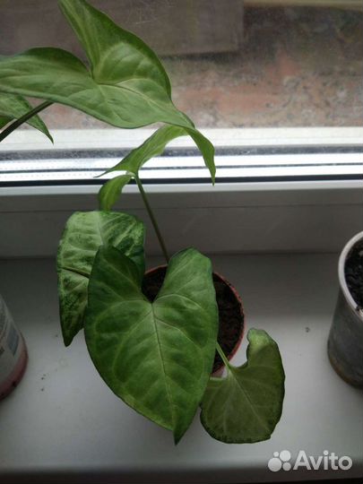 Сингониум Белая Бабочка, Pink Neon Пинк Неон