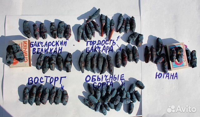 Жимолость Югана, Бист, Близзард, Бьюти,Восторг