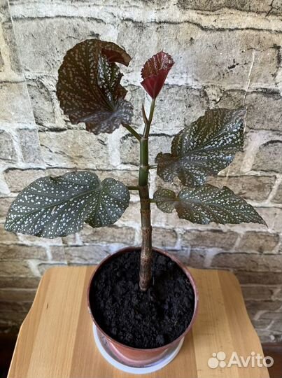 Бегония пятнистая есть несколько