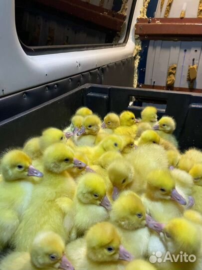 Гусята суточные