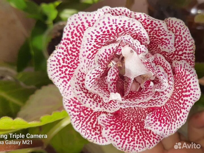 Глоксиния махровая цветущая