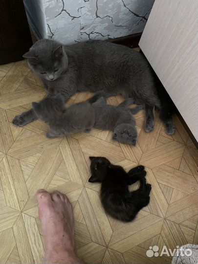 Котята в добрые руки