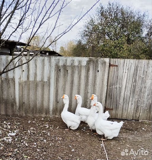 Холмогорские гуси